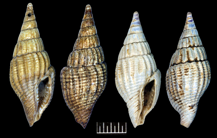 Mangelia descendens Syntypes ZMB 61002