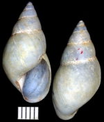 Drymaeus muelleggeri Holotype ZMB 64916