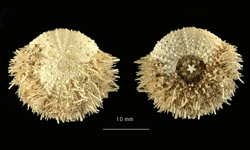 Pseudechinus marionis Pseudechinus marionis