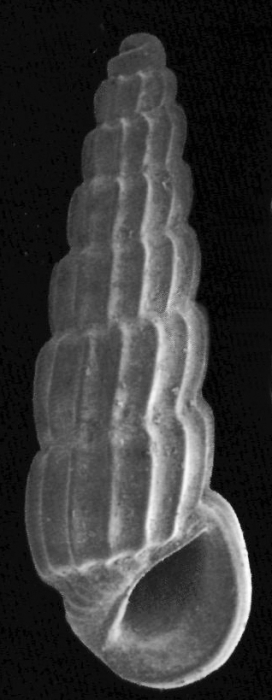 Rissoinia harryleei Rolán & Fernández-Garcés, 2009 Holotype