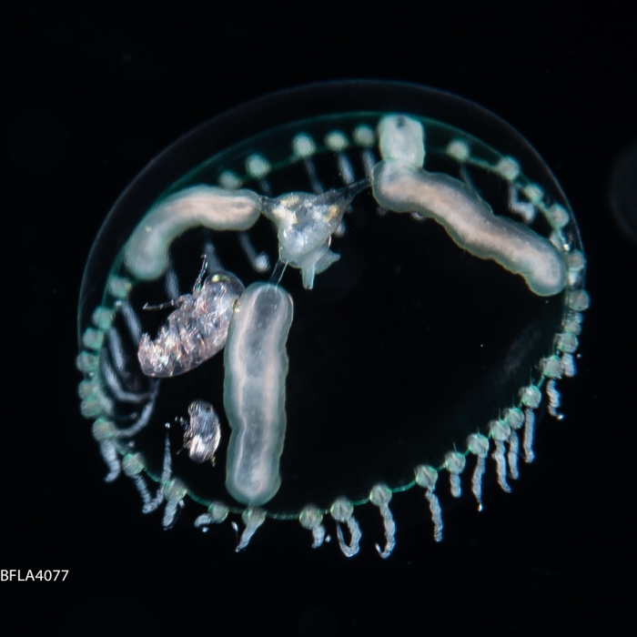 Clytia linearis, medusa stage, 3.5 mm diameter, Gulf Stream off Florida, USA Clytia linearis, medusa stage, 3.5 mm diameter, Gulf Stream off Florida, USA