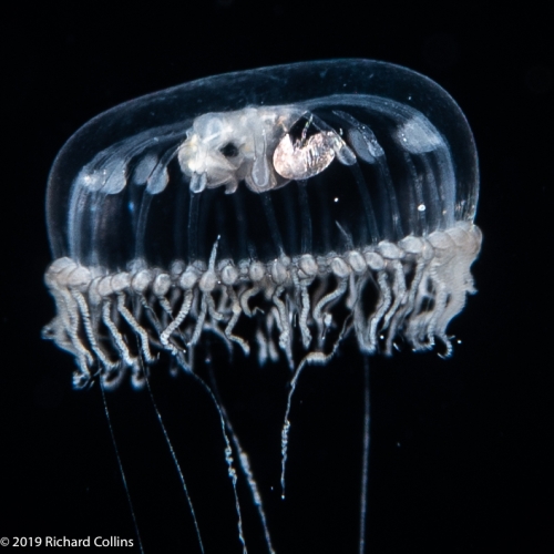 Gastroblasta timida, 6 mm, Gulf Stream off Florida, USA