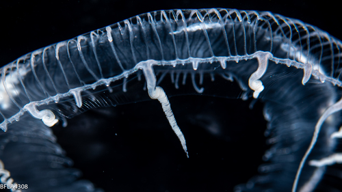 Aequorea taiwanensis, diameter 31 mm, Gulf Stream off Florida, USA