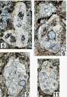 Orthovertellopsis calcitornellaeformis Vachard, Krainer & Lucas, 2015