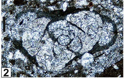 Orthovertellopsis proteaeformis Vachard, Krainer & Lucas, 2015 Orthovertellopsis proteaeformis Vachard, Krainer & Lucas, 2015