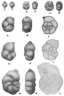 Lenticulina inusitata Kiselman, 1962