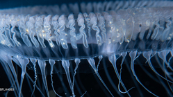 Aequorea neocyanea, medusa, diameter 60 mm, Gulf Stream off Florida, USA