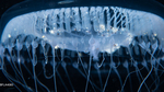 Aequorea neocyanea, medusa, diameter 60 mm, Gulf Stream off Florida, USA