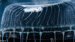 Aequorea neocyanea, medusa, diameter 30 mm, Gulf Stream off Florida, USA