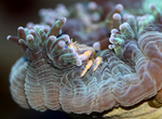 Lithoscaptus aquarius (photo from aquarium)