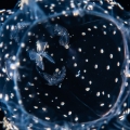 Alatina alata, Gulf Stream off Florida, USA