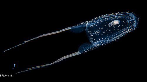 Alatina alata, Gulf Stream off Florida, USA