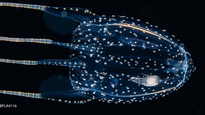 Alatina alata, Gulf Stream off Florida, USA Alatina alata, Gulf Stream off Florida, USA