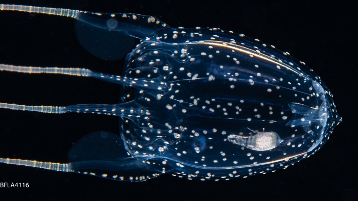 Alatina alata, Gulf Stream off Florida, USA