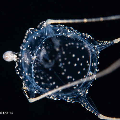 Alatina alata, Gulf Stream off Florida, USA