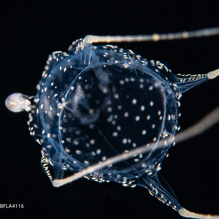 Alatina alata, Gulf Stream off Florida, USA Alatina alata, Gulf Stream off Florida, USA