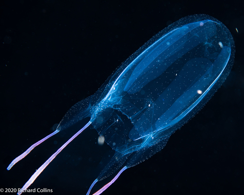 Alatina alata, Gulf Stream off Florida, USA