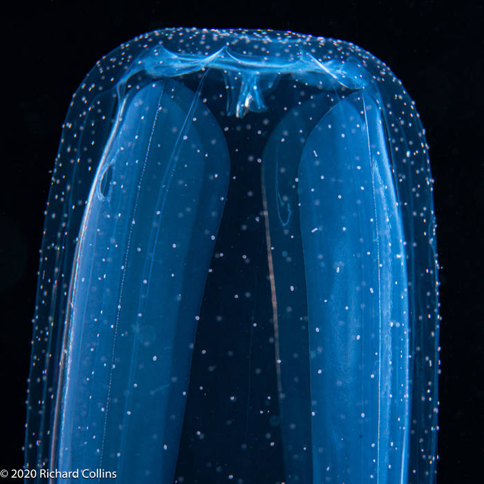 Alatina alata, Gulf Stream off Florida, USA