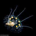 Nausithoe maculata - Gulf Stream off Florida, USA