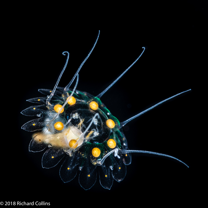 Nausithoe maculata - Gulf Stream off Florida, USA Nausithoe maculata - Gulf Stream off Florida, USA
