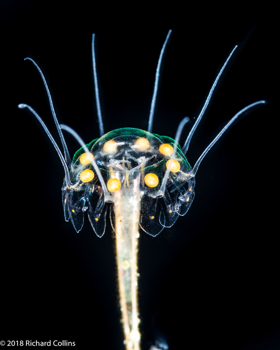 Nausithoe maculata - Gulf Stream off Florida, USA