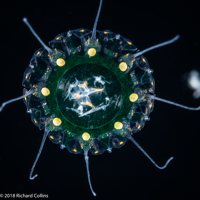 Nausithoe maculata - Gulf Stream off Florida, USA