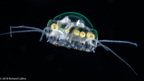 Nausithoe maculata - Gulf Stream off Florida, USA