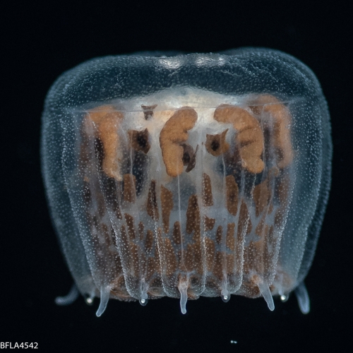 Linuche unguiculata,  Gulf Stream edge off Florida, USA