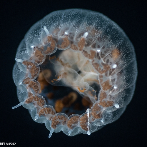 Linuche unguiculata,  Gulf Stream edge off Florida, USA