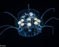 Scyphozoa (jelly fish)