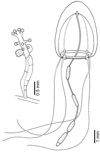 Stauridiosarsia ophiogaster