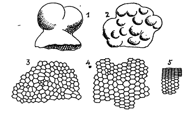 Solenomeris ogormani Douvillé, 1924