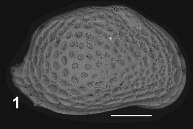 Holotype of Aurila dipattii Sciuto & Reitano, 2021