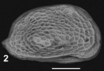 Holotype of Aurila nocellae Sciuto & Reitano, 2021
