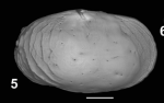 Holotype of Buntonia (Rectobuntonia) subulata punctata Sciuto & Reitano, 2021