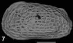 Holotype of Capsacythere narjessae Sciuto & Reitano, 2021