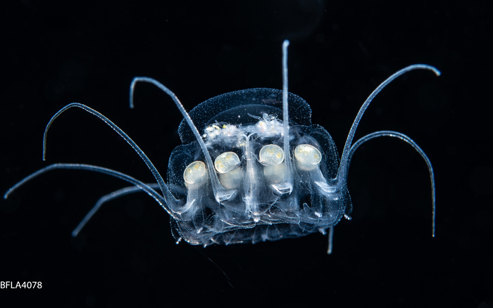 Nausithoe punctata, Gulf Stream edge off Florida, USA