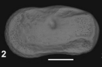 Holotype of Cytherelloidea alexanderi Sciuto & Reitano, 2021