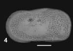 Holotype of Cytherelloidea ardita Sciuto & Reitano, 2021