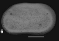 Holotype of Cytherelloidea slipperi Sciuto & Reitano, 2021