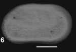 Ostracoda (seed shrimp)