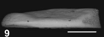 Holotype of Cytherelloidea temaniae Sciuto & Reitano, 2021