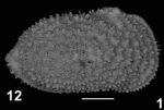 Holotype of Echinocythereis clavata Sciuto & Reitano, 2021