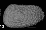 Holotype of Echinocythereis multituberculata, Sciuto & Reitano, 2021