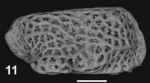 Holotype of Eucytherura regina Sciuto & Reitano, 2021