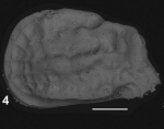 Holotype of Pachycaudites yassinii Sciuto & Reitano, 2021