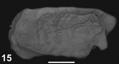 Holotype of Pseudocytherura carolinae Sciuto & Reitano, 2021