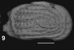 Holotype of Tenedocythere uffenordei Sciuto & Reitano, 2021