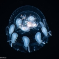 Scyphozoa (jelly fish)