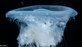 Scyphozoa (jelly fish)